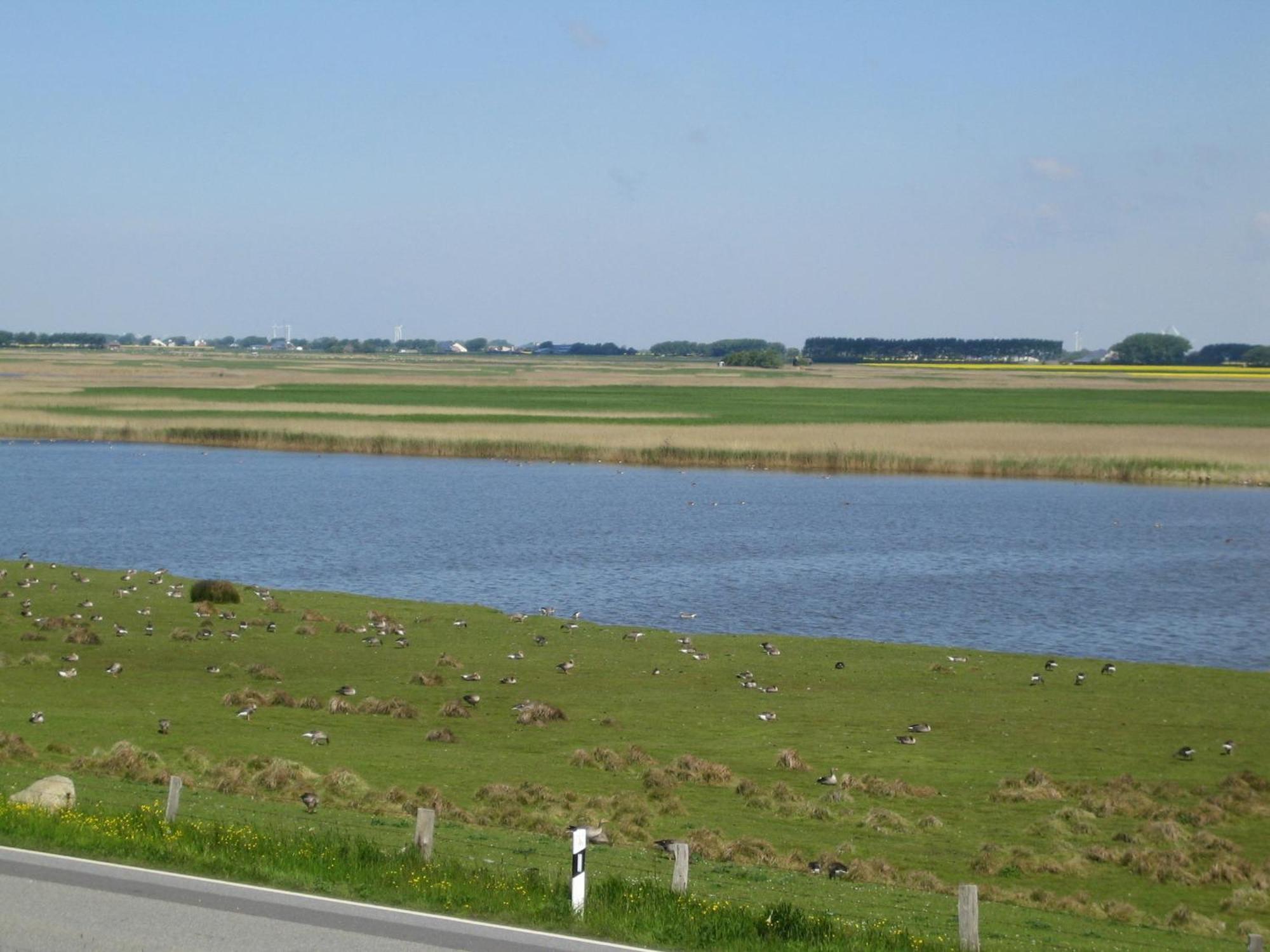 Haus Halligblick, Ferienwohnungen Am Wattenmeer, Whg Langenness Dagebüll Kültér fotó
