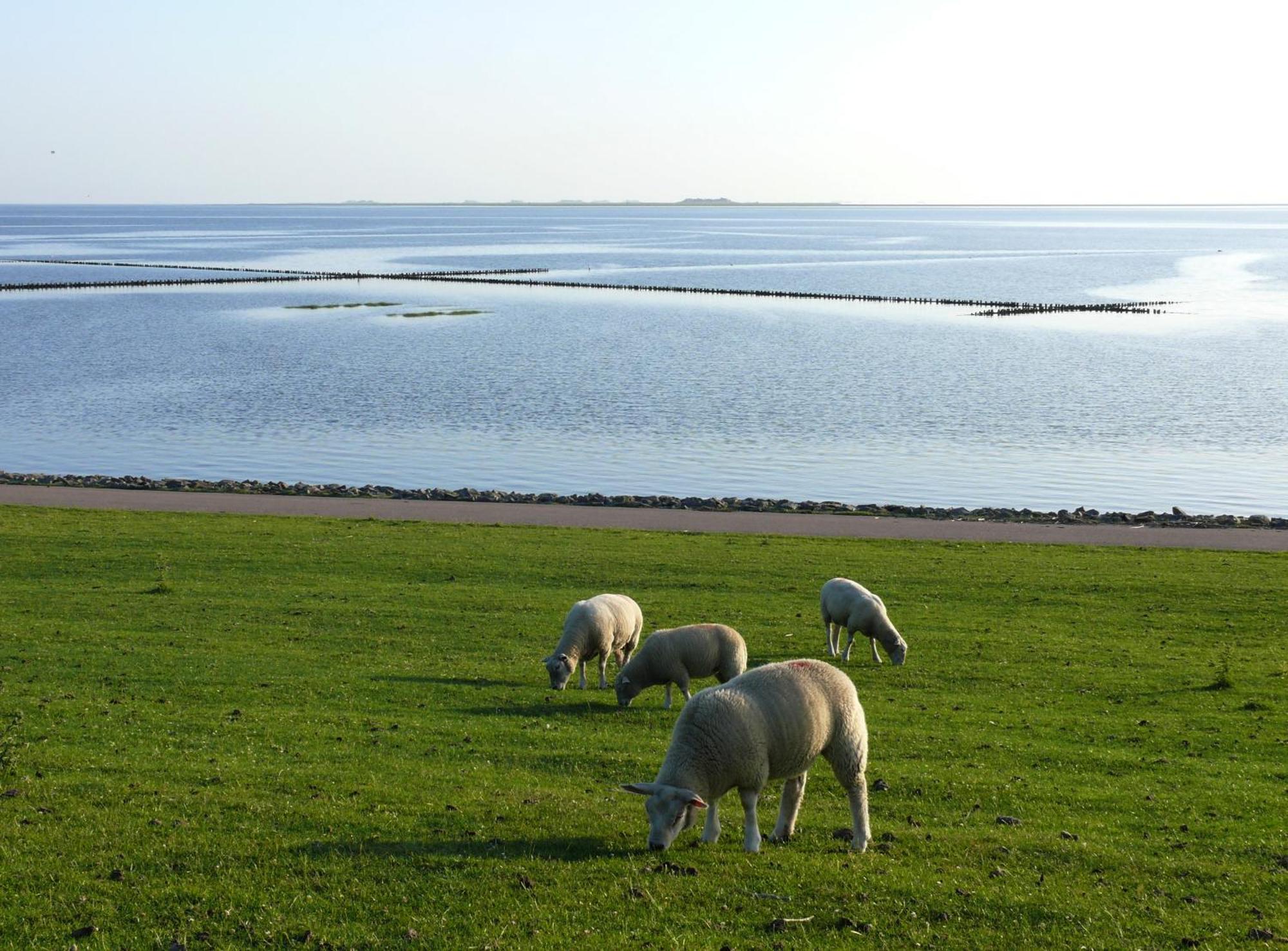 Haus Halligblick, Ferienwohnungen Am Wattenmeer, Whg Langenness Dagebüll Kültér fotó