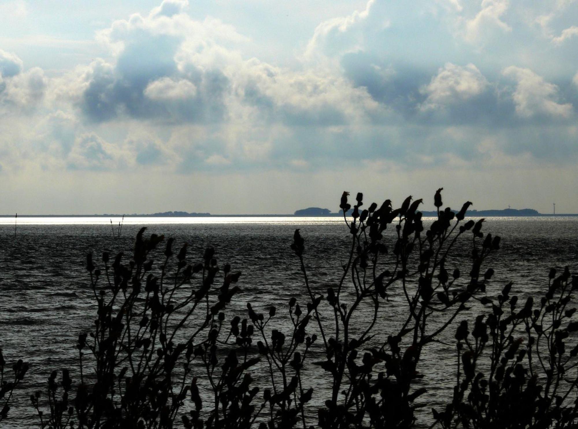 Haus Halligblick, Ferienwohnungen Am Wattenmeer, Whg Langenness Dagebüll Kültér fotó