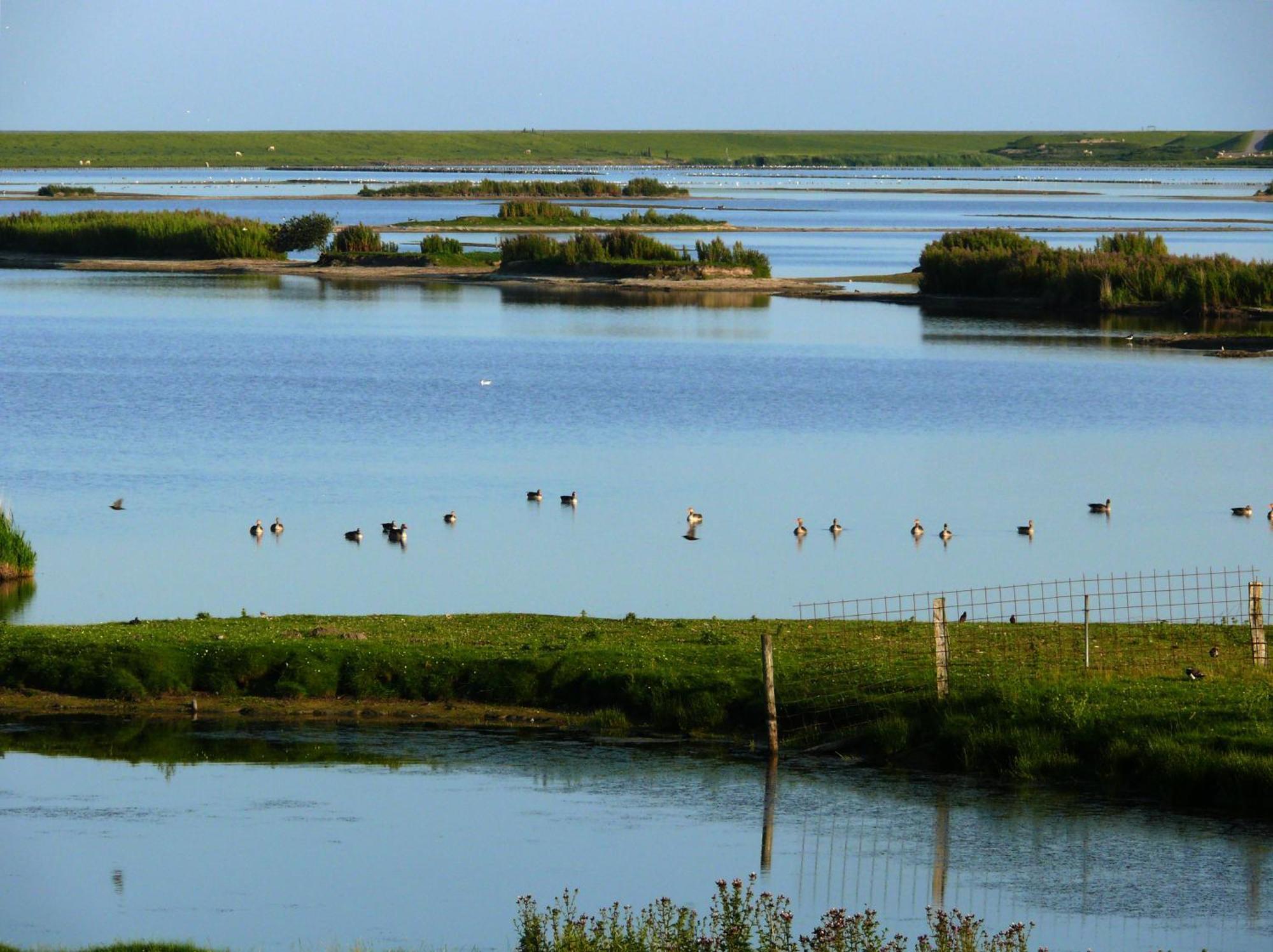 Haus Halligblick, Ferienwohnungen Am Wattenmeer, Whg Langenness Dagebüll Kültér fotó
